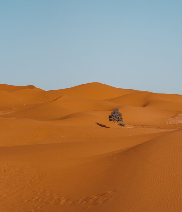 a lone tree in the middle of a desert