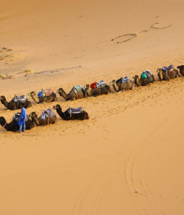 camels walking on dessert