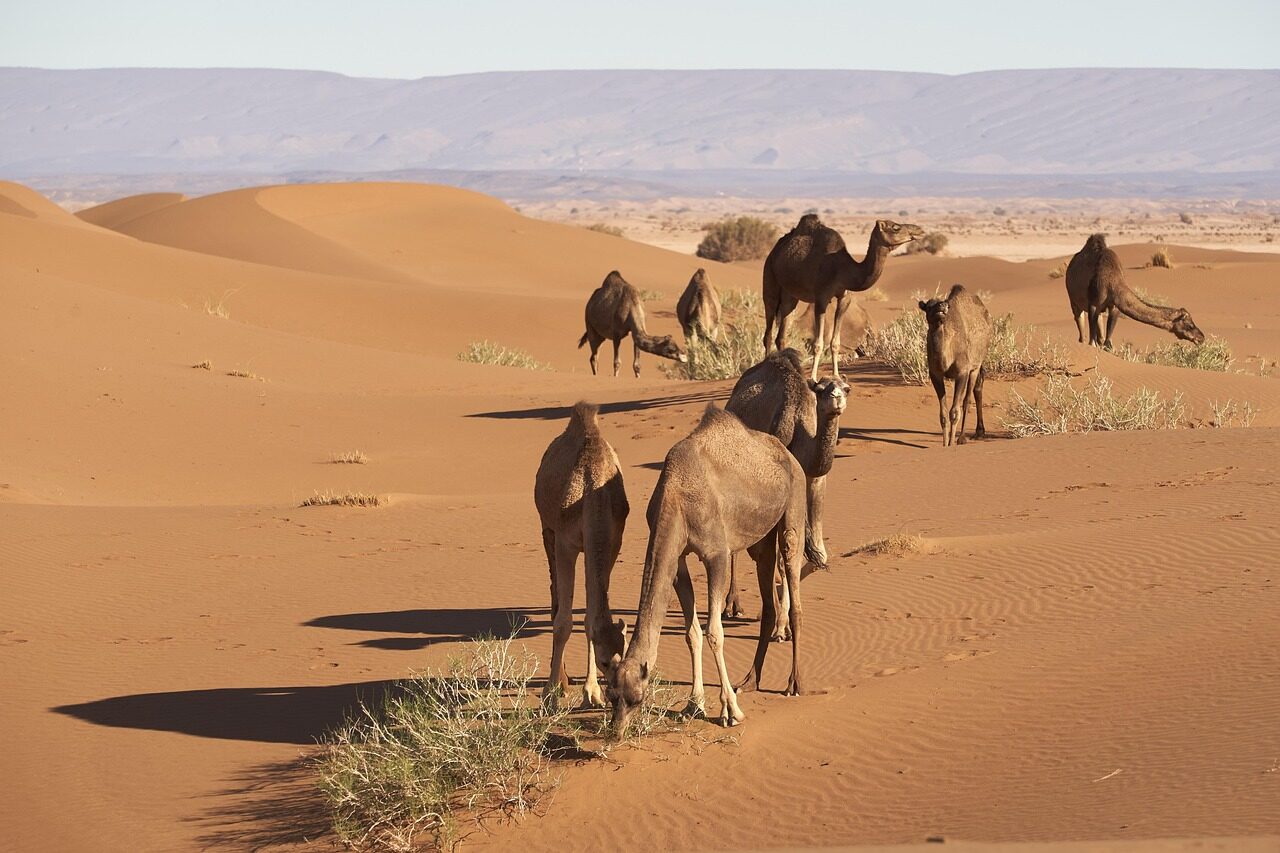 Morocco vacation trips dromedary, sahara, desert, africa, nature, sand, camel, sand dunes, morocco, dry, expanse
