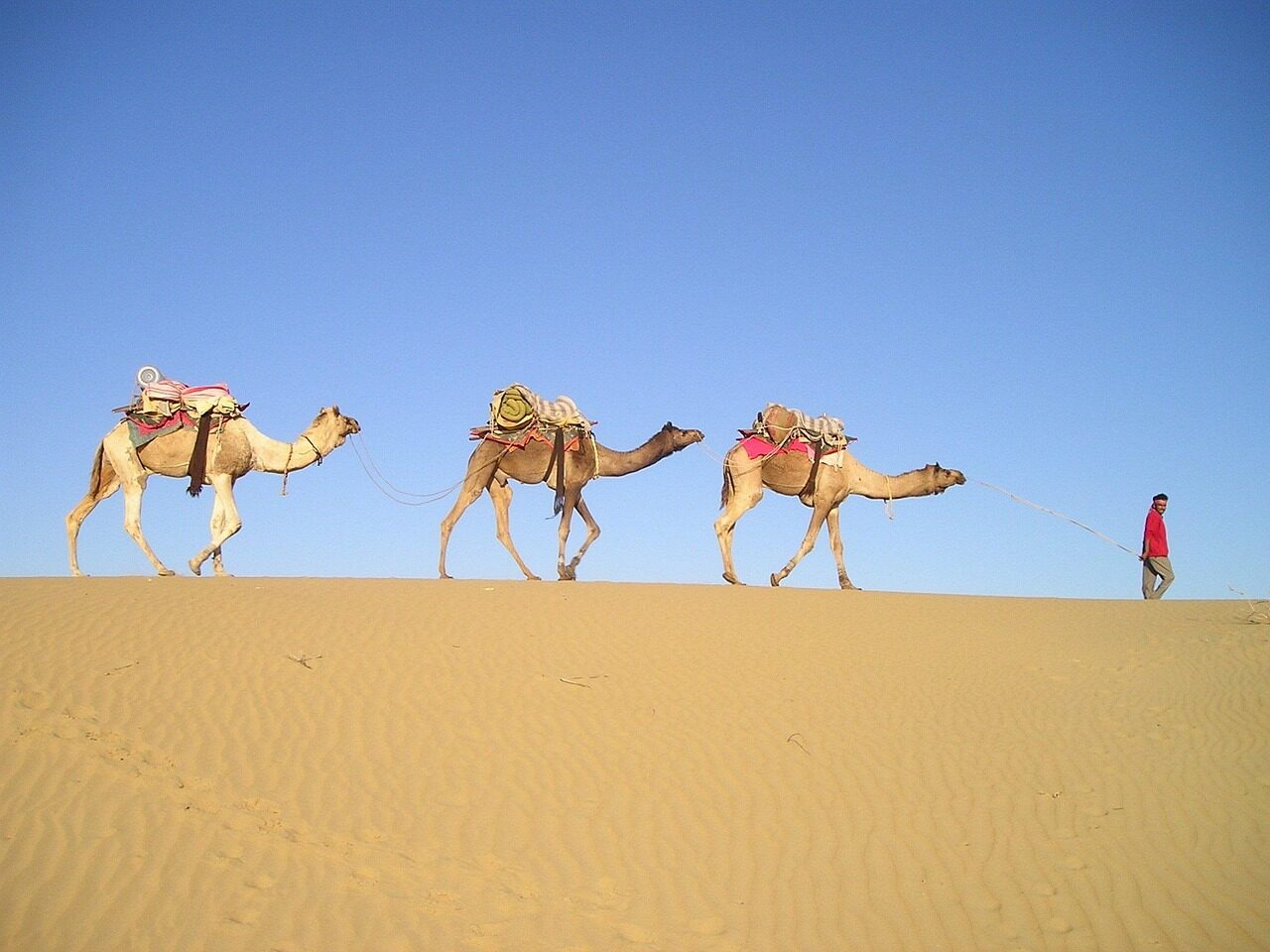 Camel Trekking en Marruecos