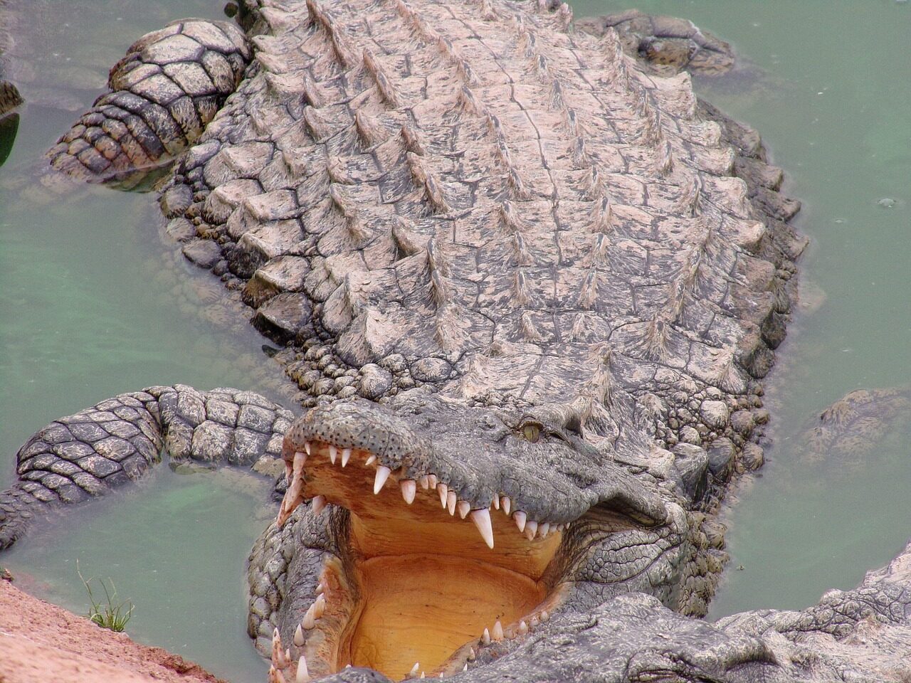 africa, morocco, sús meuse dra'and agadir, agadir, crocoparc, crocodile, fauna, nature, earth, agadir, agadir, agadir, agadir, agadir, crocodile