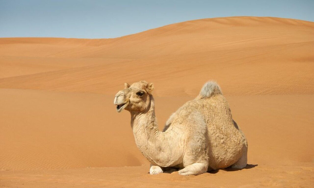 camel, sahara, sand dunes, desert, animal, fauna, arab, nature, camel, camel, camel, camel, camel, arab