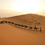 A camel caravan gracefully traverses the sandy dunes under a warm sunset sky.