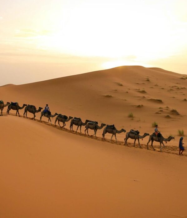 A camel caravan gracefully traverses the sandy dunes under a warm sunset sky.