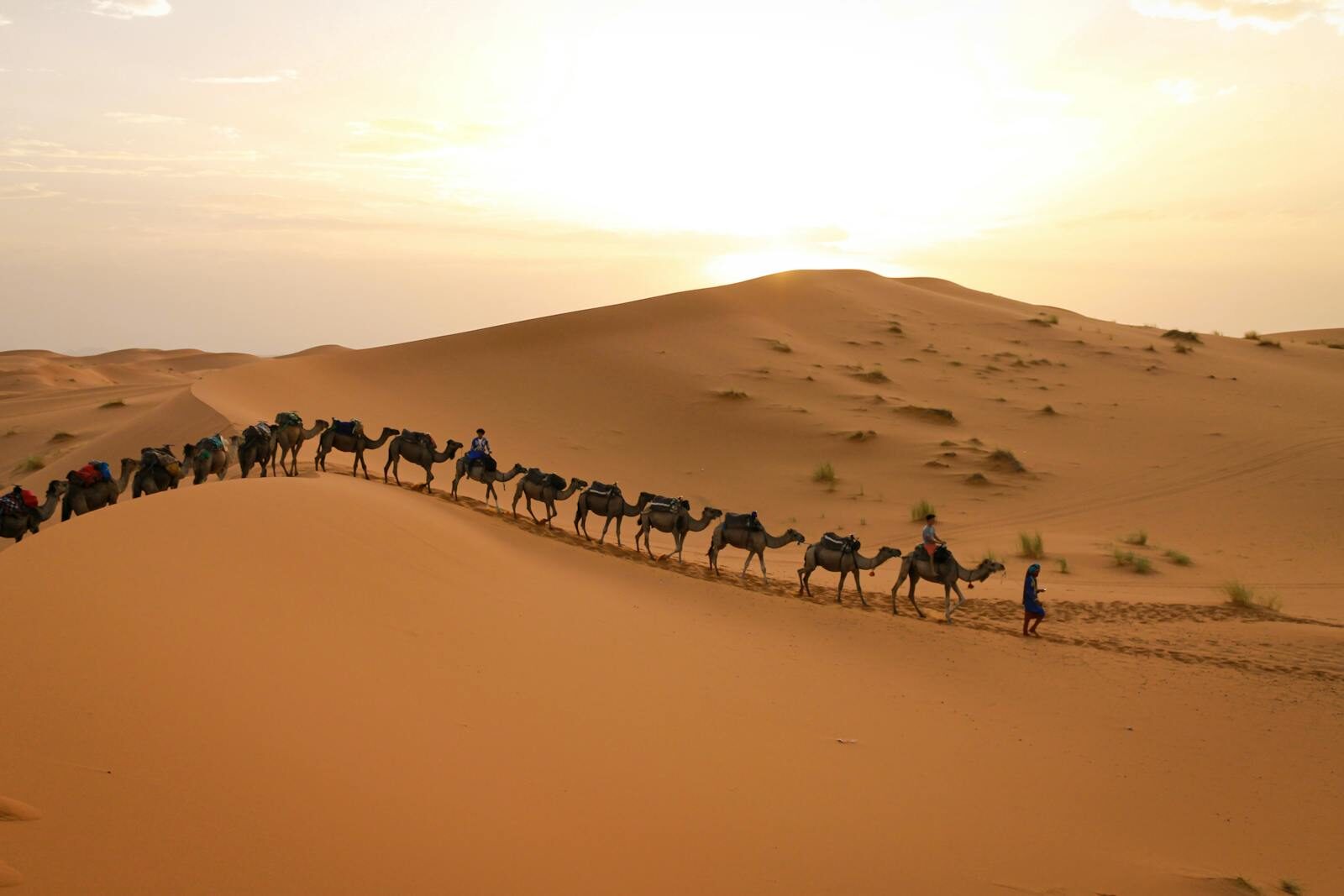 A camel caravan gracefully traverses the sandy dunes under a warm sunset sky.