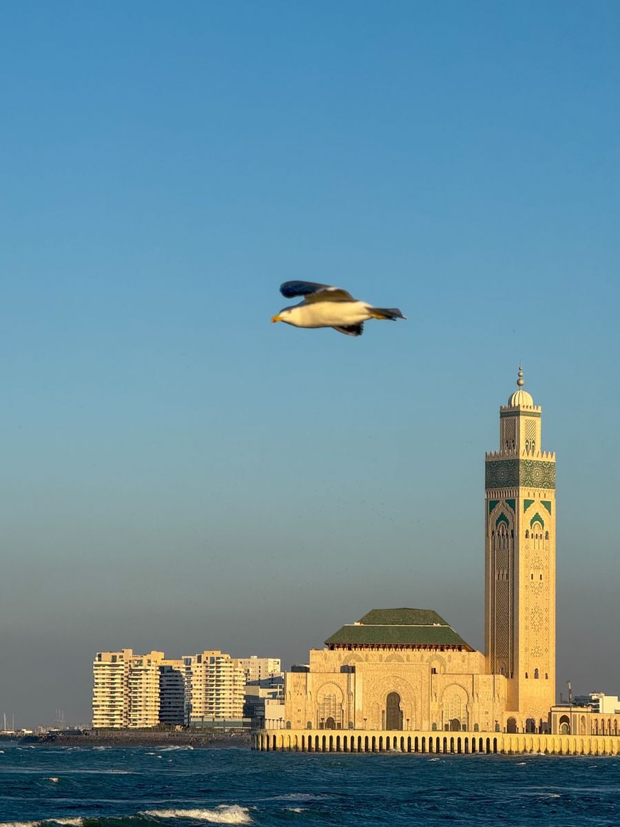A scenic view of the Hassan II Mosque and a flying seagull in Casablanca, Morocco, during sunset.
